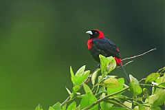 Crimson-collared Tanager